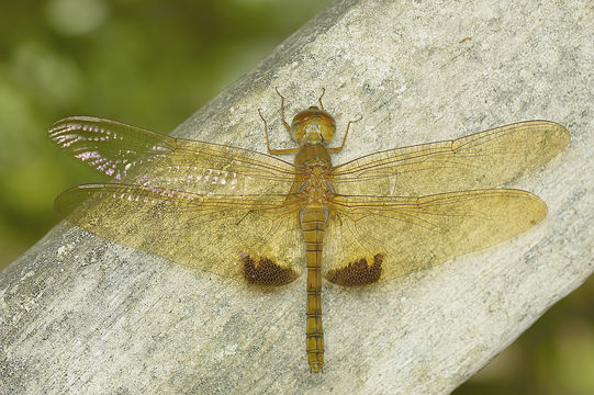 Image of <i>Hydrobasileus croceus</i> (Brauer 1867)