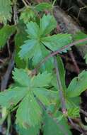 Image of dwarf cinquefoil