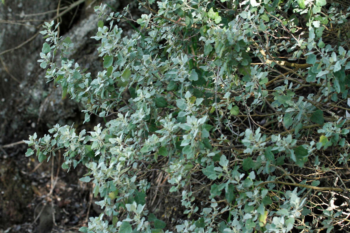 Chenopodium oahuense (Meyen) Aellen的图像