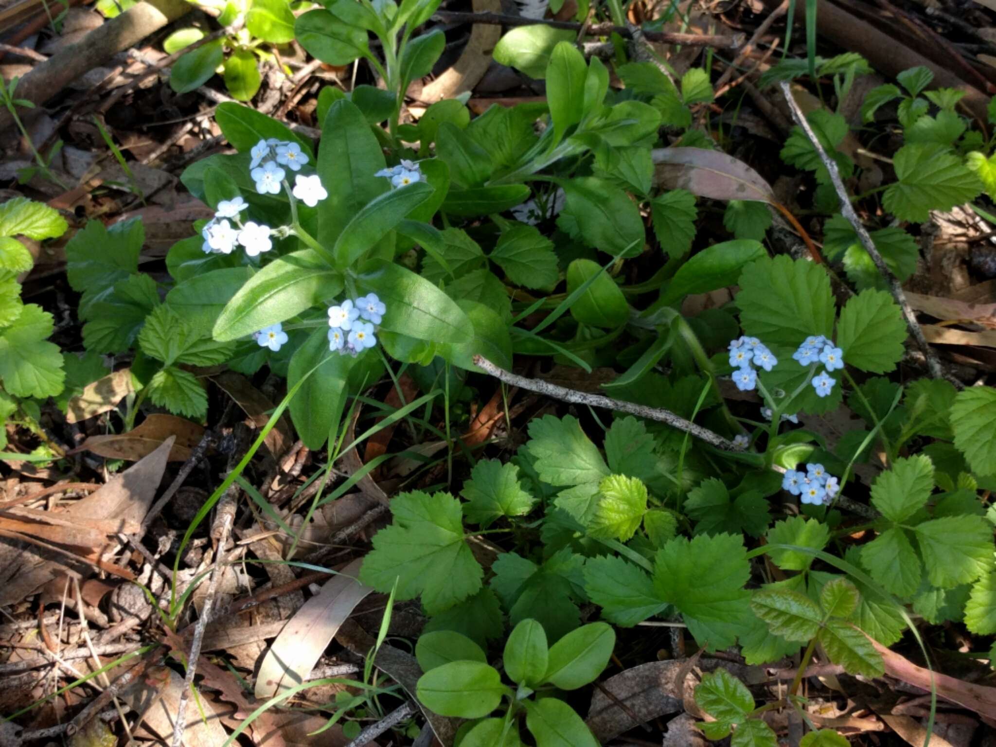 Image de Myosotis latifolia Poir.