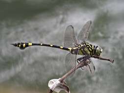 صورة Ictinogomphus pertinax (Hagen ex Selys 1854)