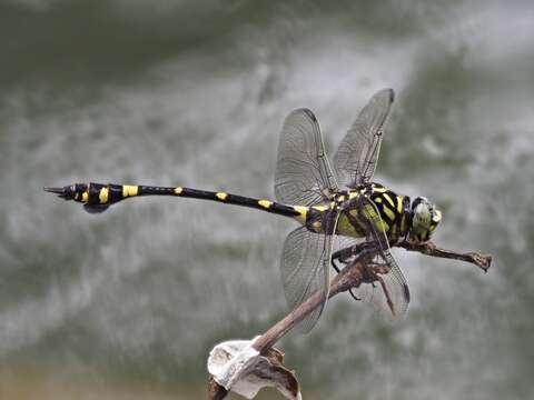 Image of Ictinogomphus pertinax (Hagen ex Selys 1854)