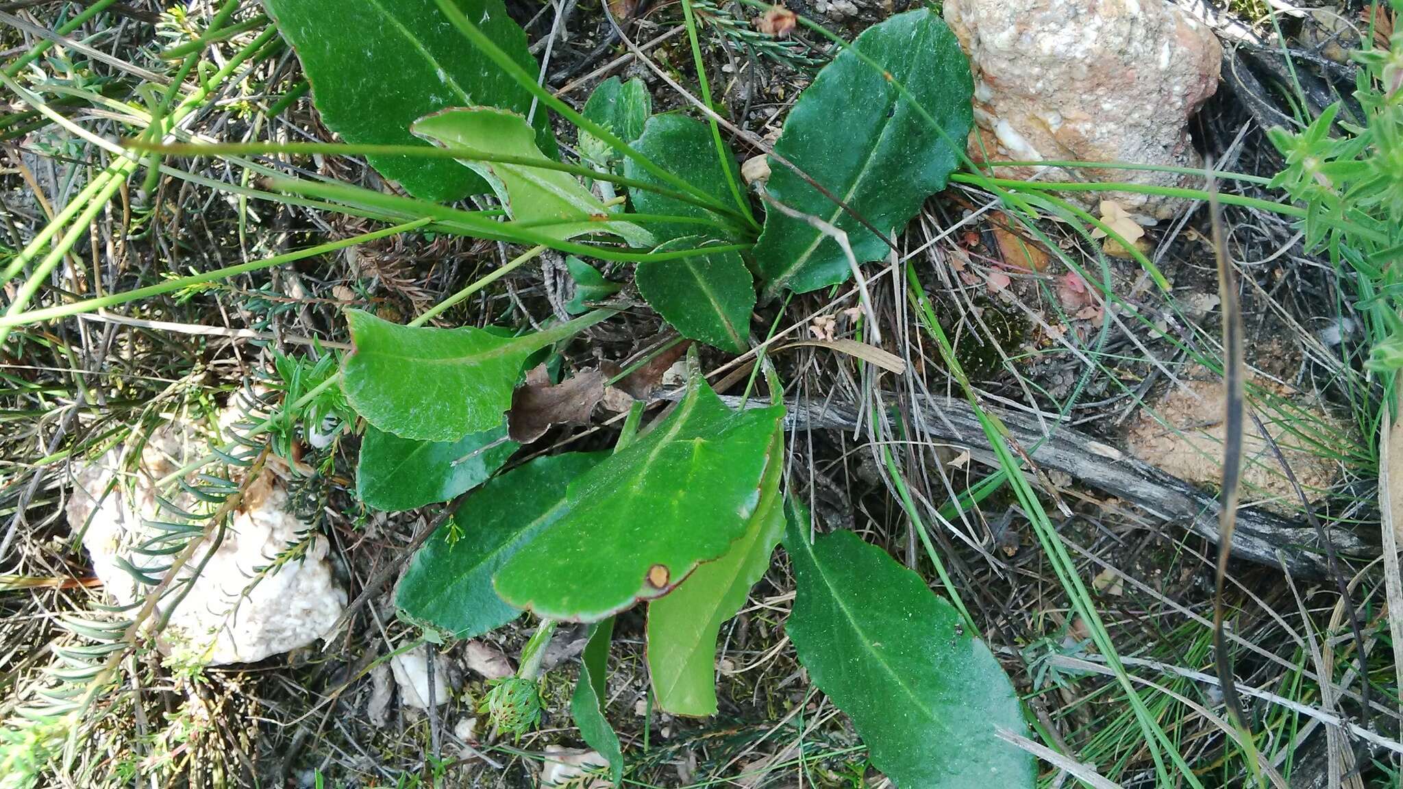 Gerbera crocea (L.) Kuntze的圖片