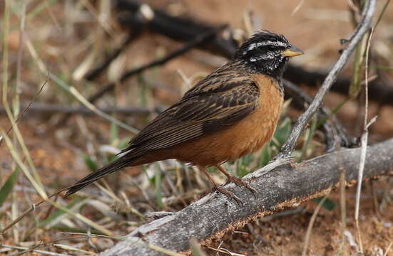 Image of Cinnamon-breasted Bunting