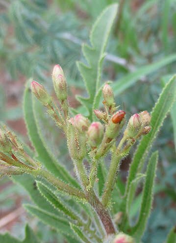 Image of Jatropha zeyheri Sond.