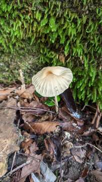 Image of Marasmius maximus Hongo 1962