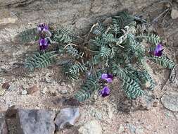 Image of rimrock milkvetch