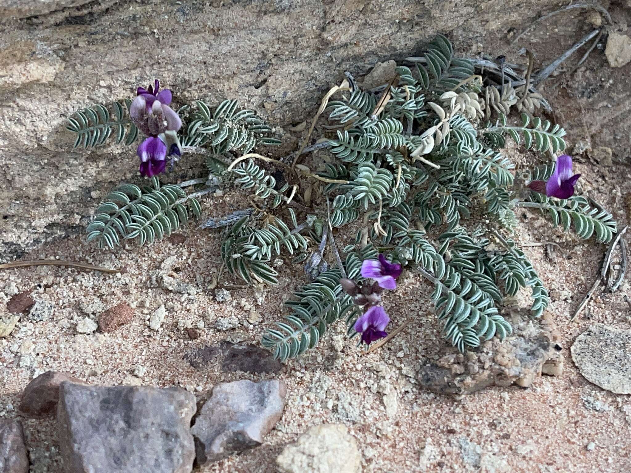 Image of rimrock milkvetch