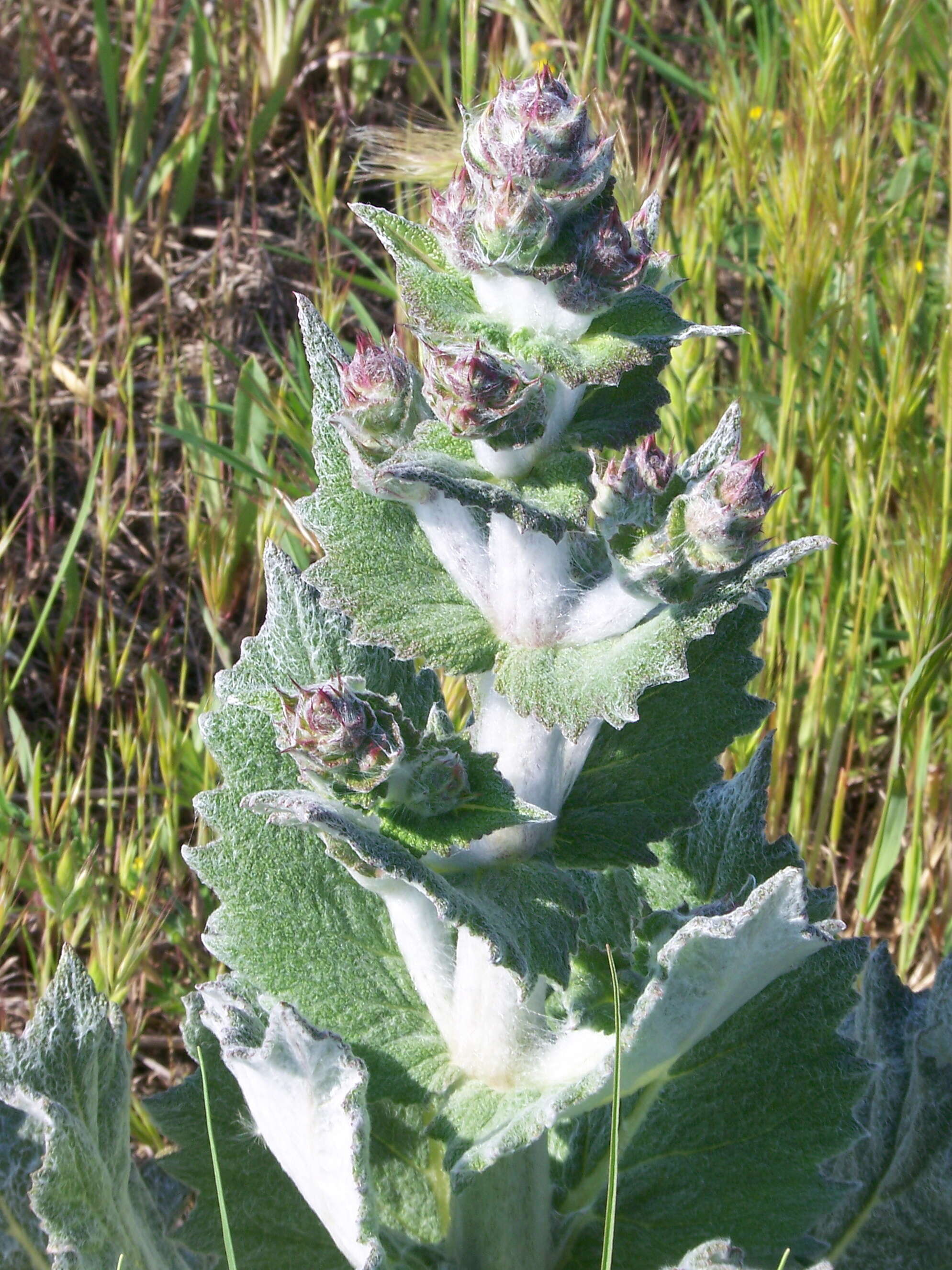 Sivun Salvia aethiopis L. kuva