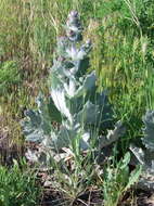 Sivun Salvia aethiopis L. kuva