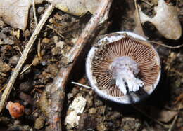 Image of light violet cortinarius