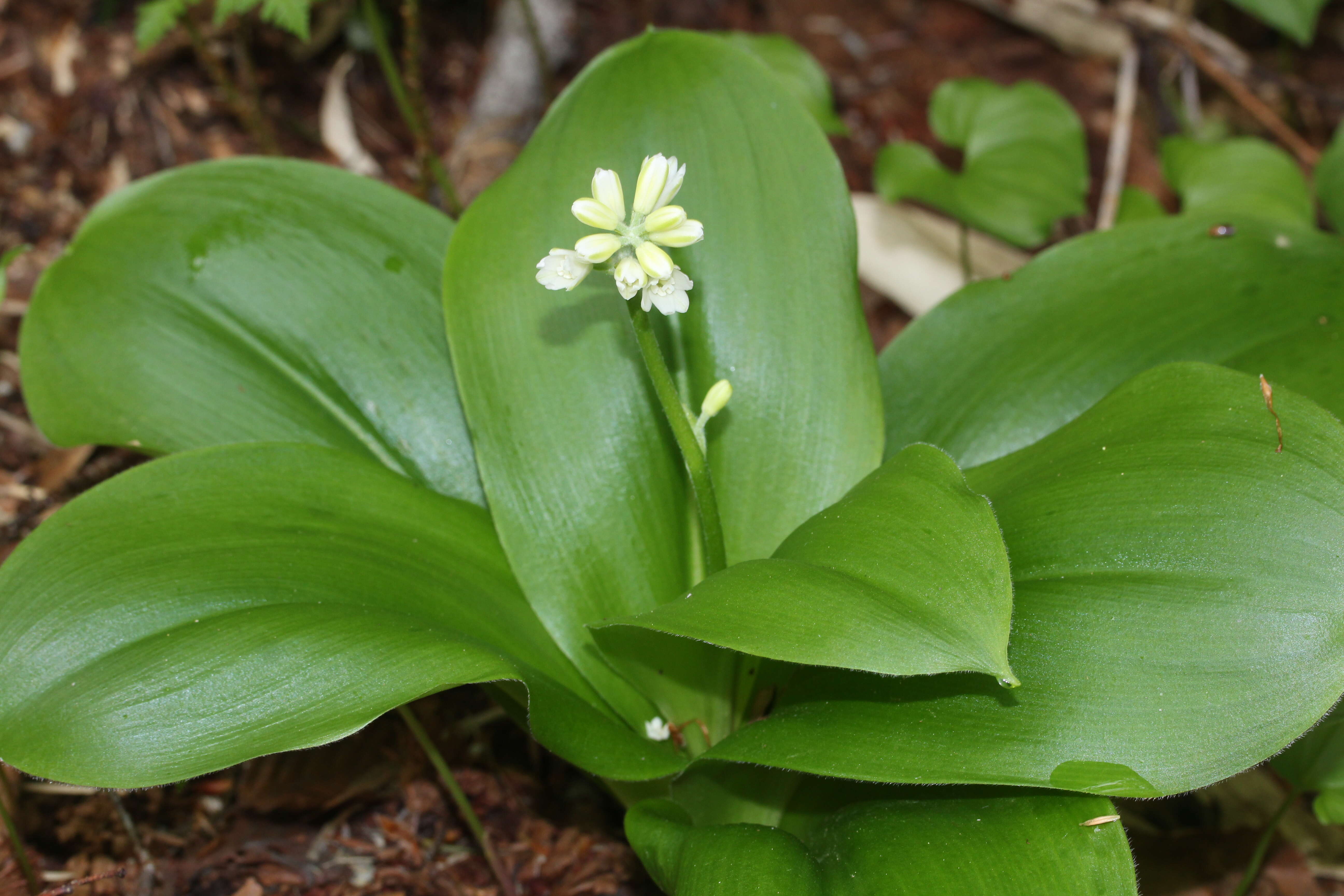 Image of Clintonia udensis Trautv. & C. A. Mey.