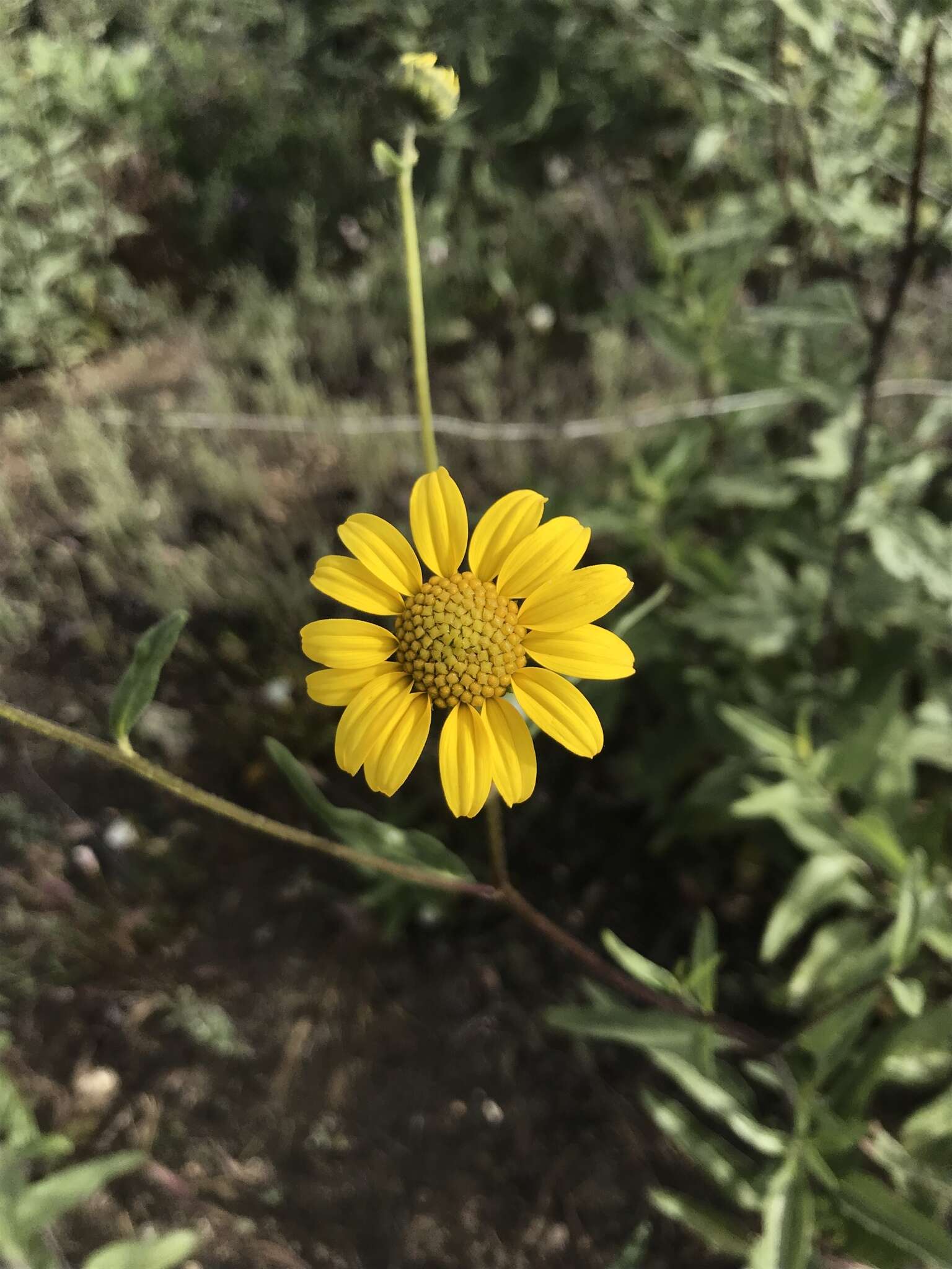 Image of slender sunflower