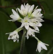 Image of Clintonia udensis Trautv. & C. A. Mey.