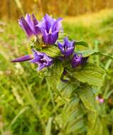 Image of Gentiana asclepiadea L.