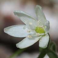 Image of Clintonia udensis Trautv. & C. A. Mey.