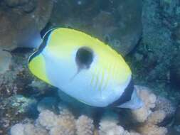 Image of Limespot Butterflyfish