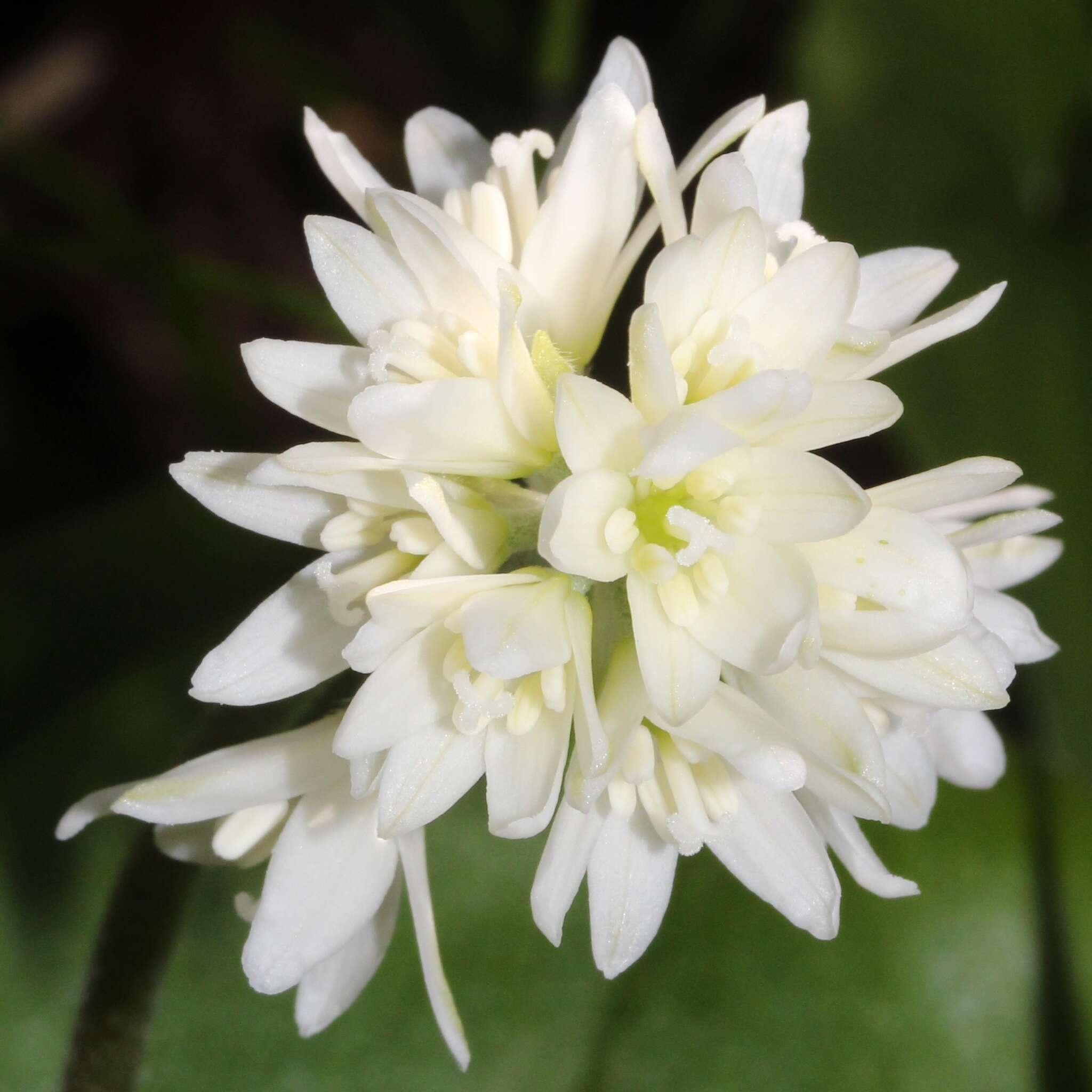 Image of Clintonia udensis Trautv. & C. A. Mey.