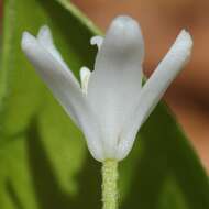 Image of Clintonia udensis Trautv. & C. A. Mey.