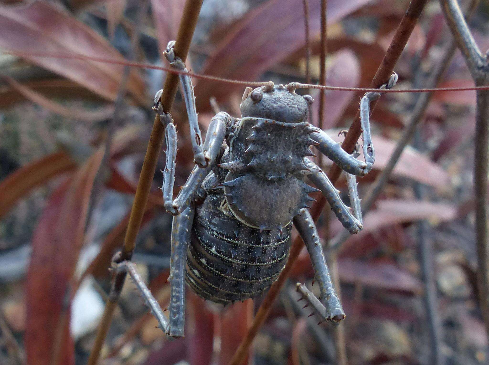 Image de Hetrodes pupus pupus (Linnaeus 1758)