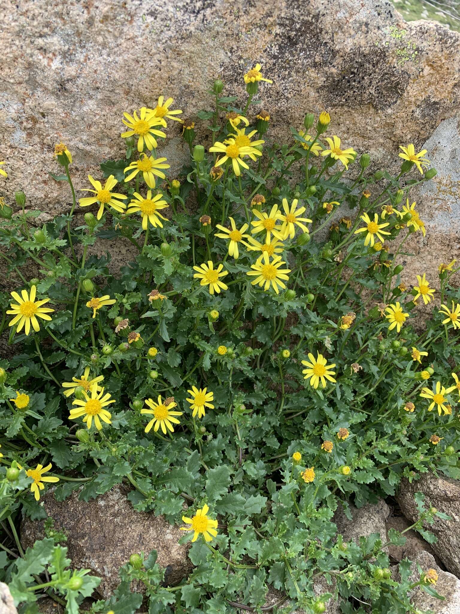 Слика од <i>Senecio fremontii</i> var. <i>inexpectatus</i> Cronquist