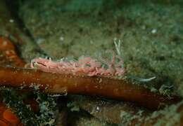 Image of coral nudibranch