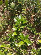 Imagem de Ilex colchica Pojark.