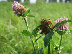 Image of Red Clover