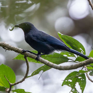 Imagem de Cyanolyca pumilo (Strickland 1849)