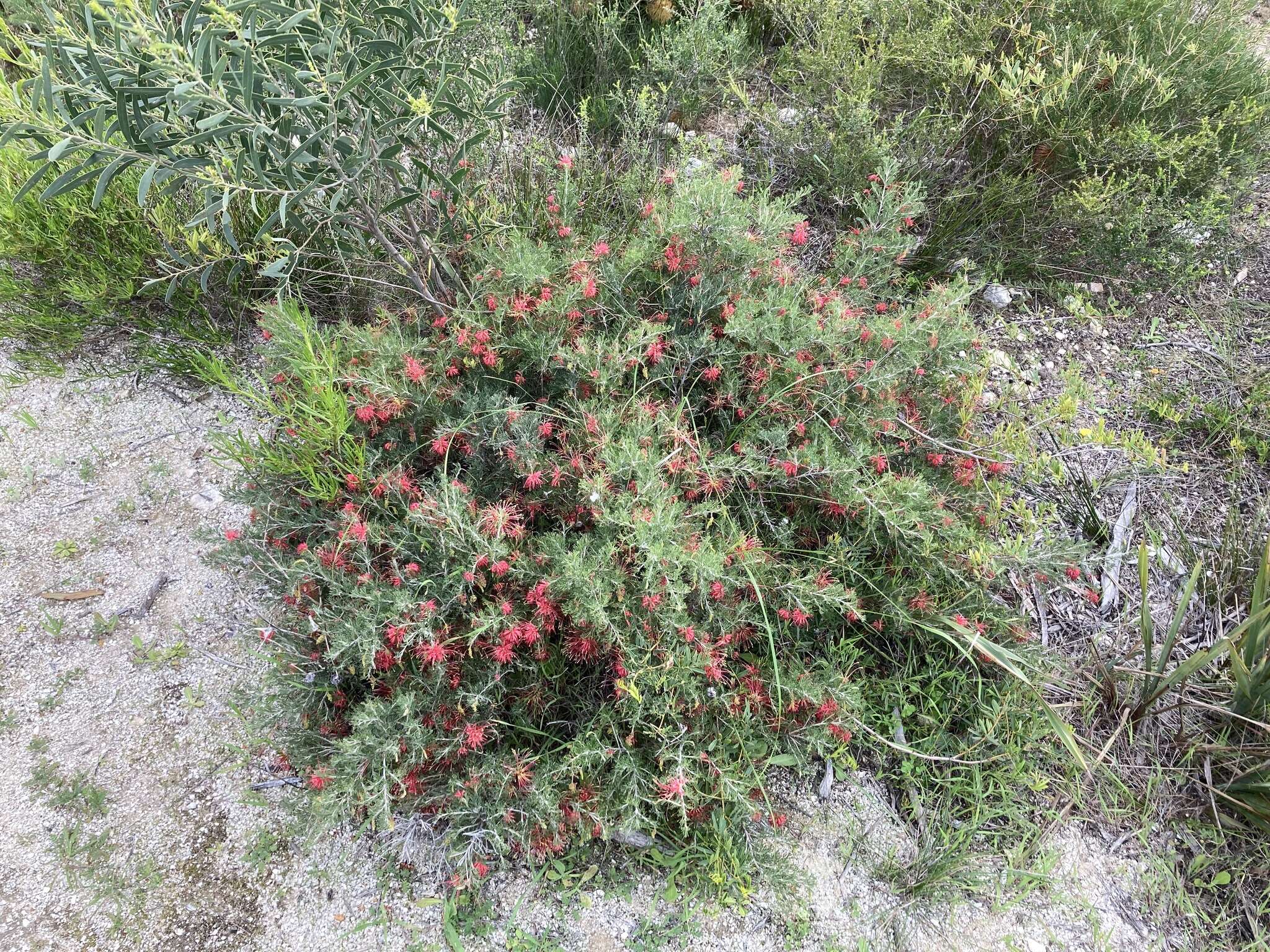 Image of Grevillea preissii subsp. glabrilimba P. M. Olde & N. R. Marriott