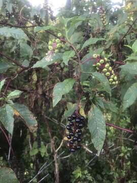 Image of Phytolacca americana var. americana