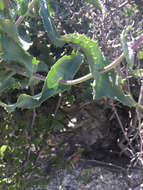 Image of San Jacinto beardtongue