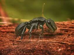 Image of Cephalotes basalis (Smith 1876)