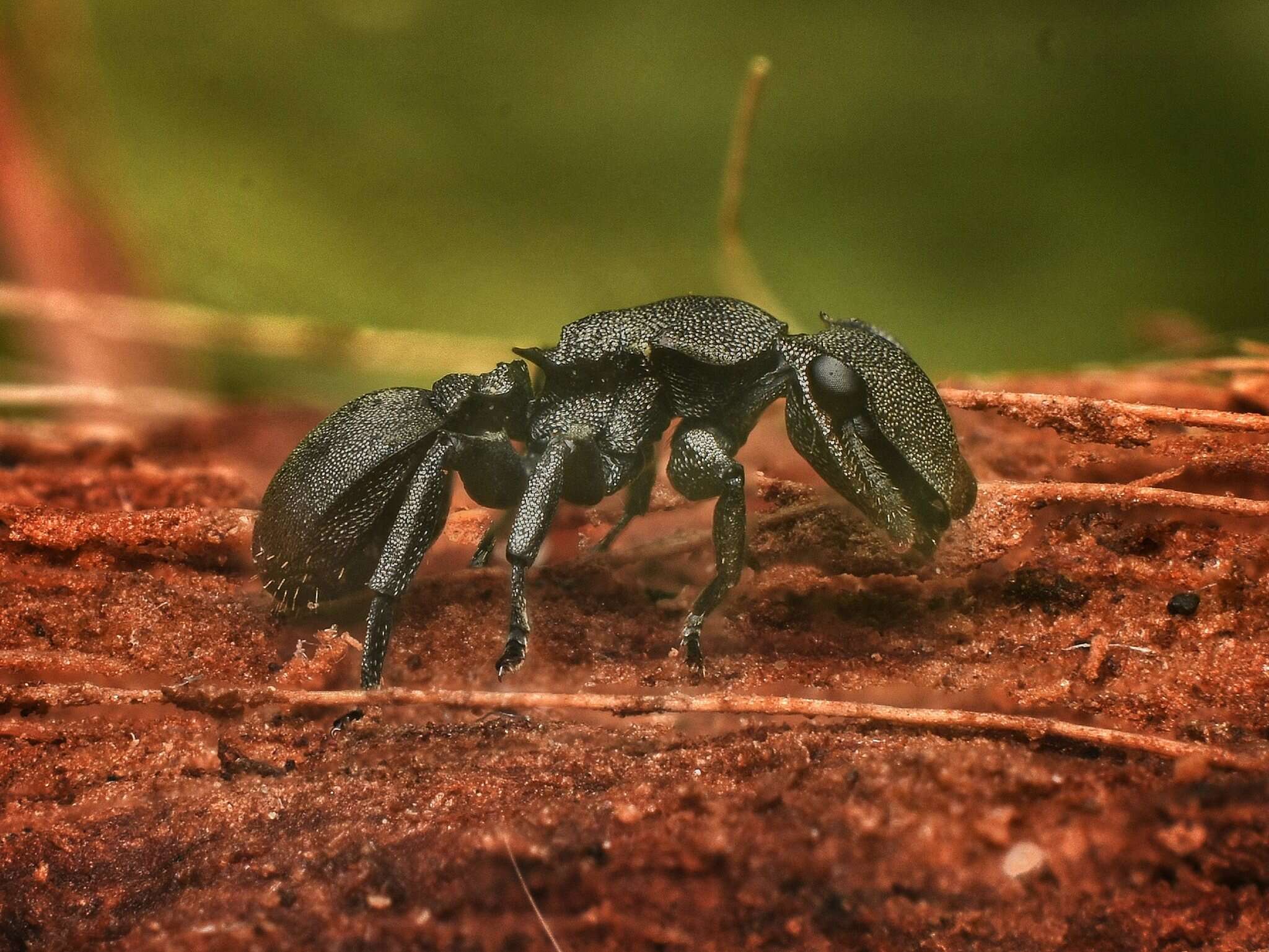 Image of Cephalotes basalis (Smith 1876)