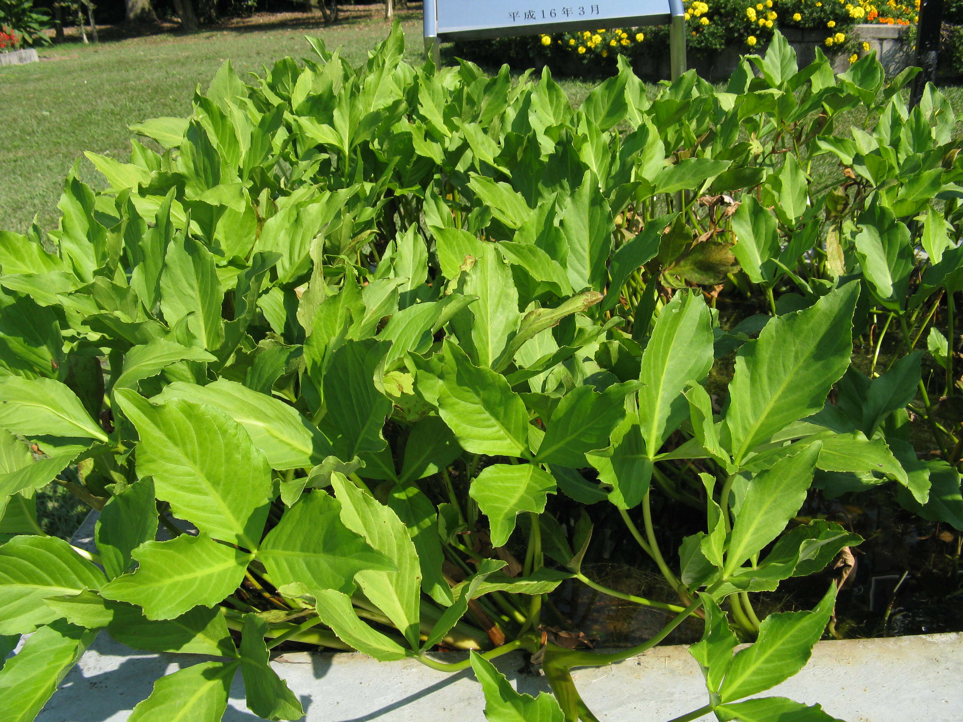 Image of bogbean