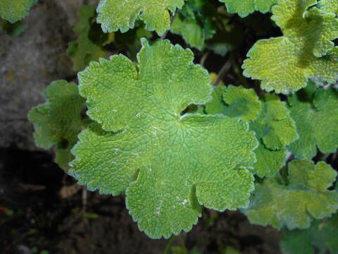 Image of cranesbill