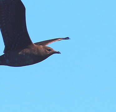 Image of Long-tailed Jaeger