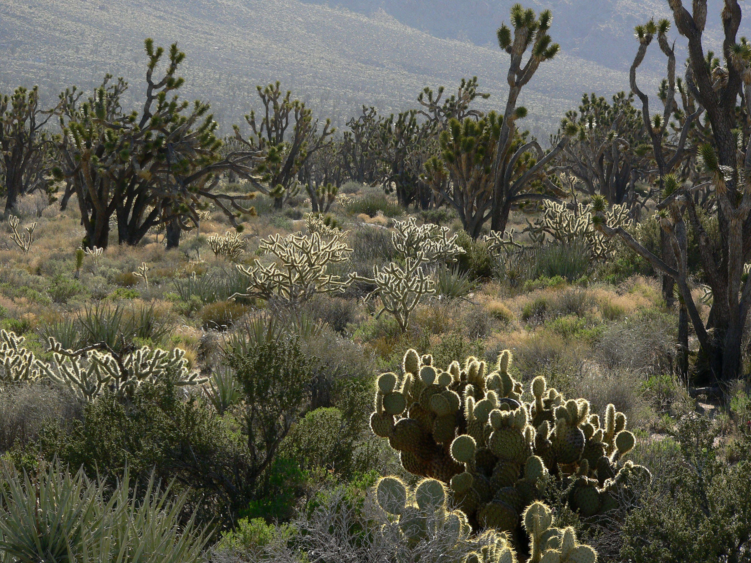 Image de Cylindropuntia acanthocarpa (Engelm. & J. M. Bigelow) F. M. Knuth