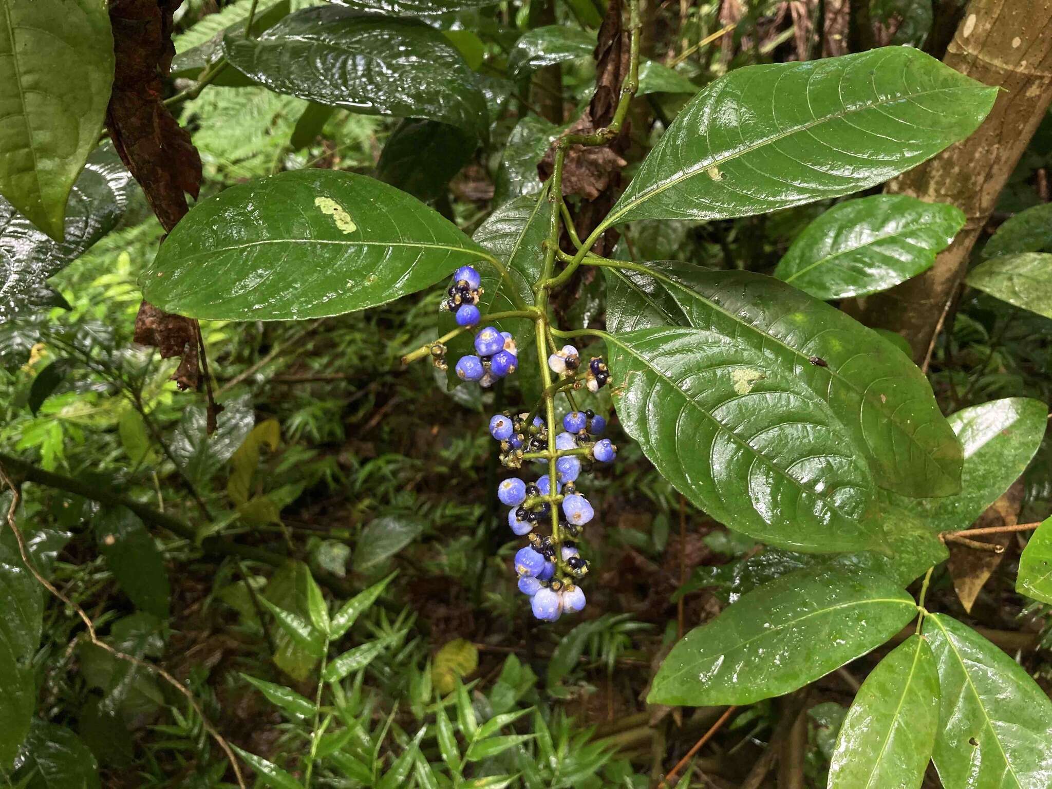 صورة Palicourea brachiata (Sw.) Borhidi