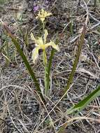 Image of Siskiyou iris