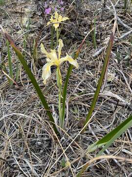 Imagem de Iris bracteata S. Watson