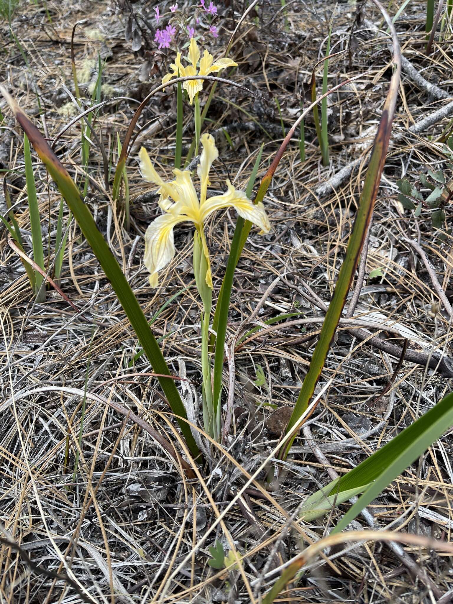 Imagem de Iris bracteata S. Watson