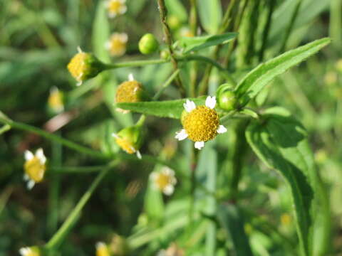 Image of Smooth peruvian daisy