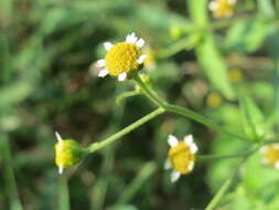 Image of Smooth peruvian daisy