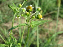 Galinsoga parviflora Cav. resmi