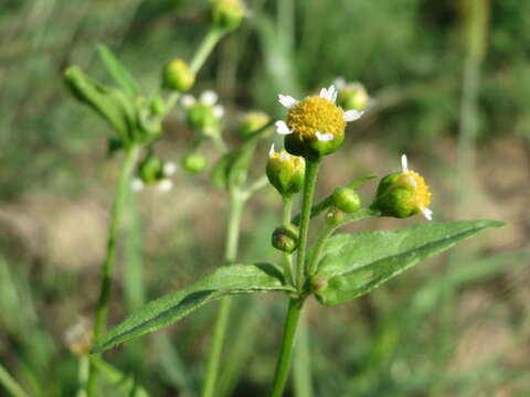 Image of Smooth peruvian daisy