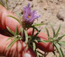 Image of Texas Townsend daisy