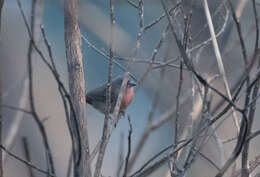 Image of African Firefinch