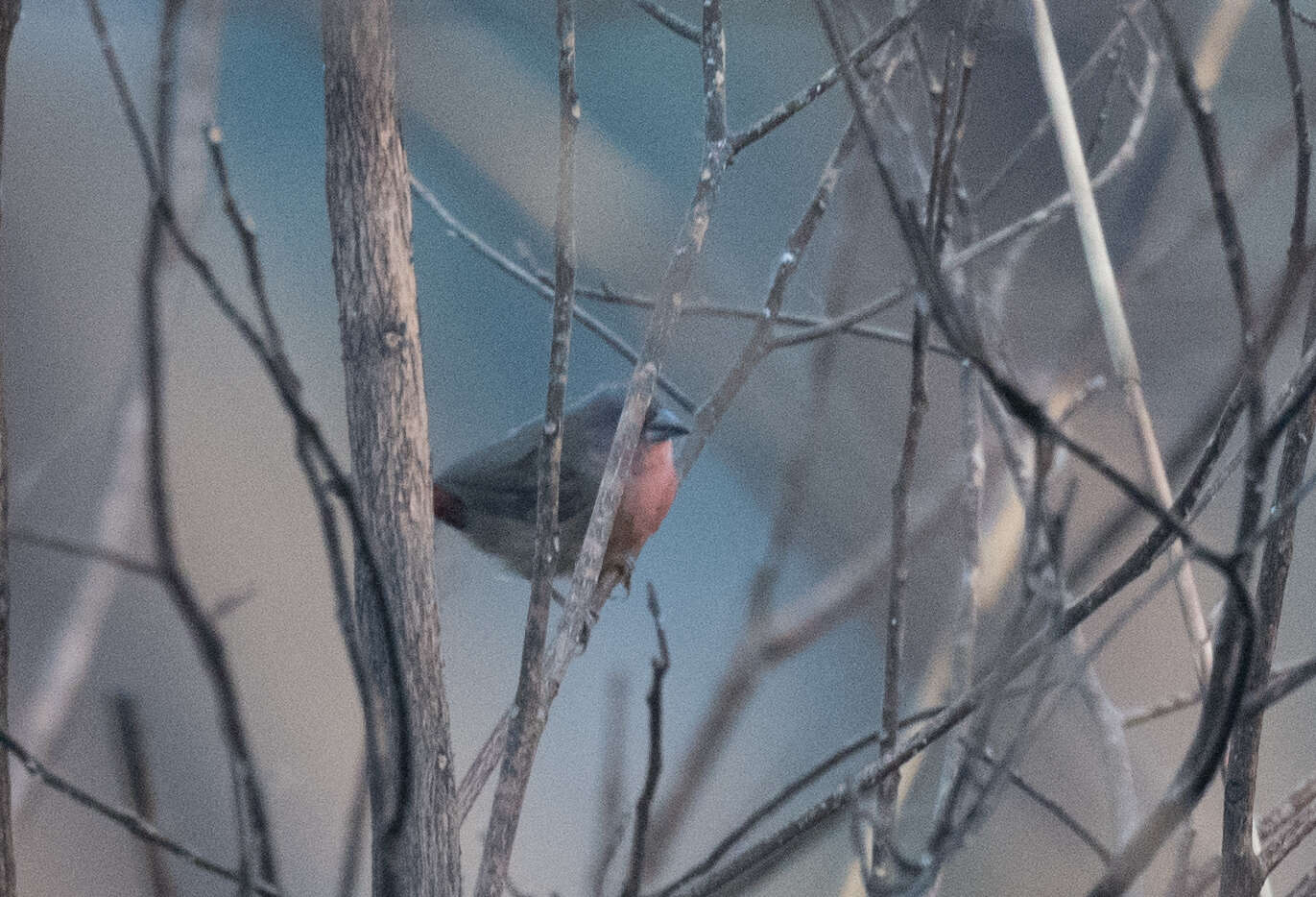 Image of African Firefinch