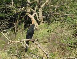 Image of African Darter